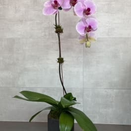Pink orchid plant in a black pot
