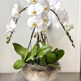 White orchids in a low ceramic bowl with green leaves