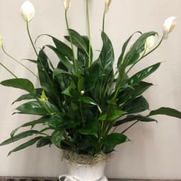 White peace lilies in a white vase with a ribbon