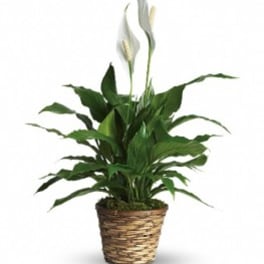 Potted peace lily plant with white blooms in a woven basket