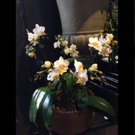 White orchid plant in a brown pot