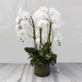 Tall white phalaenopsis orchid plant in a round glass pot on a marble surface
