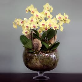 Extravagant Yellow Orchids