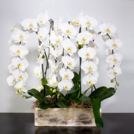 White Orchid Wonder