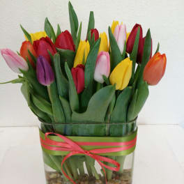Mixed tulips in a glass vase with a pink ribbon