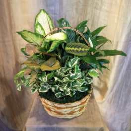 Mixed potted foliage plants with variegated leaves in a handled wicker basket