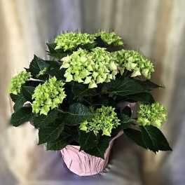 Spring Hydrangea - Flower a Day