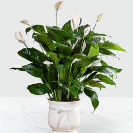 Comfort Planter XL