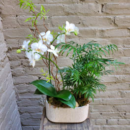Potted Mini Orchid Planter