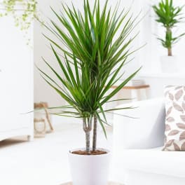 Potted dracaena plant in a white textured pot