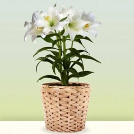 White lilies in a woven basket planter