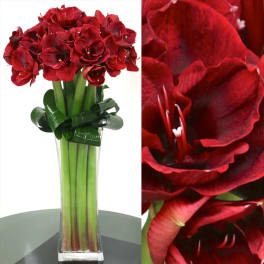 Red amaryllis bouquet in a tall clear vase with a green ribbon