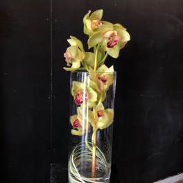Cymbidium Orchid