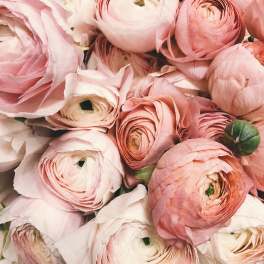 Close-up bouquet of pale pink ranunculus flowers