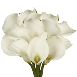 Bouquet of white calla lilies