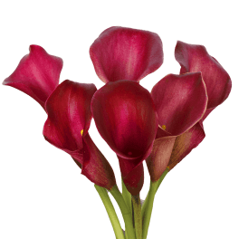 Cluster of deep red calla lilies