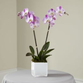 Potted orchid with pink and white blooms in a white square planter