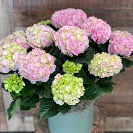 Potted Heavenly Hydrangea - Pink