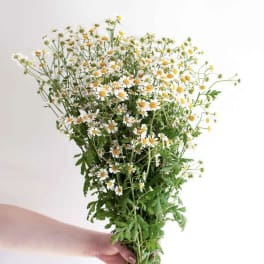 Hand holding a loose bunch of small white daisy-like flowers with yellow centers