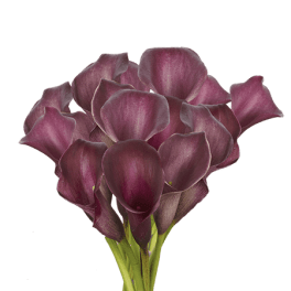 Cluster of deep purple calla lilies with long stems