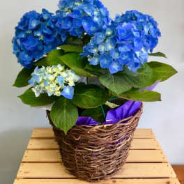 Potted blue hydrangea plant in a woven basket on a wooden crate