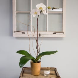 White orchid in a tan pot with a small candle beside it