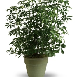 Potted green houseplant with glossy leaves in a green container