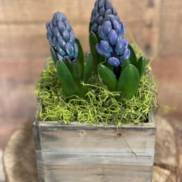 Two blue hyacinths in a wooden box with green moss