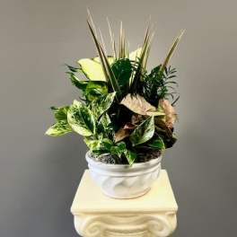 Potted tropical foliage arrangement in a white container