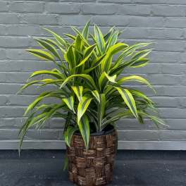 Potted dracaena plant with striped green and yellow leaves in a woven basket cover
