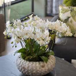 White orchid arrangement in a stone bowl planter