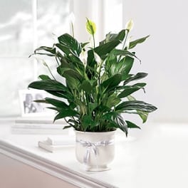 Potted peace lily with white blooms in a white container tied with a silver ribbon