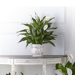White peace lilies in a white pedestal pot with a ribbon