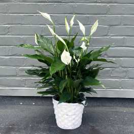 White calla lilies in a white woven pot with broad green leaves.