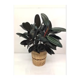 Potted rubber plant in a woven basket planter