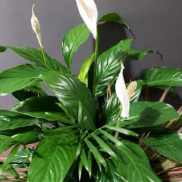 White peace lilies with glossy green leaves in a planter