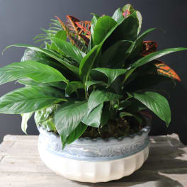 Potted leafy plant in a white ceramic bowl