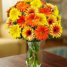 Bouquet of yellow and orange gerbera daisies in a clear glass vase