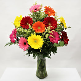 Vase arrangement of bright mixed-color gerbera daisies with small yellow filler blooms.