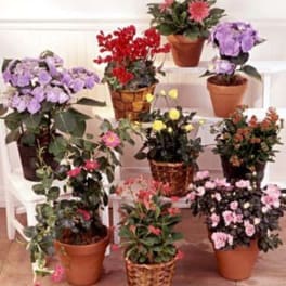 Assorted potted flowering plants arranged on white steps