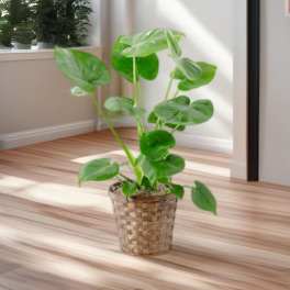 Potted green houseplant in a woven basket planter