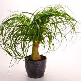 Potted ponytail palm with long arching green leaves