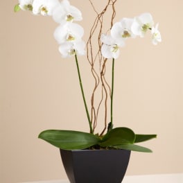 White orchid plant in a black pot with twisting branches