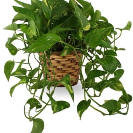 Potted trailing pothos plant in a woven basket