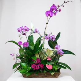Mixed planter with purple orchids and pink blooms in a long rustic wooden container