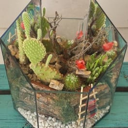 Geometric glass terrarium with assorted cacti and succulents