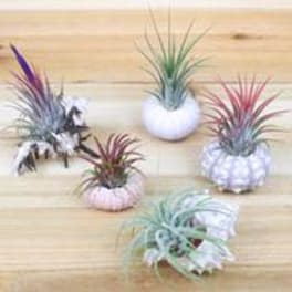 Small air plants arranged in decorative holders on a wooden surface