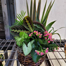 Basket planter with pink flowers and assorted green foliage