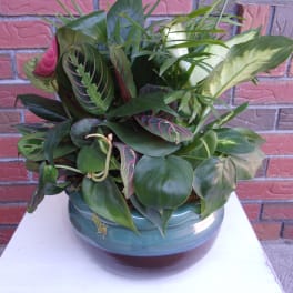 Potted leafy houseplant arrangement in a ceramic bowl