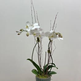 Orchid Plant